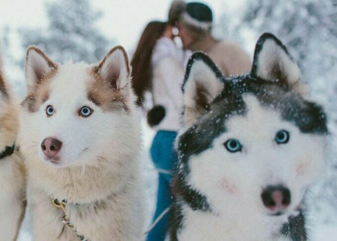 Аренда авто для поездки в Хаски Парк ХАСКИ ПАРК
